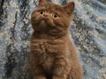 SAFKAN KAHVE CİNNAMON & FAWN BRITISH SHORTHAİR YAVRULARIMIZ