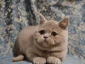 SAFKAN KAHVE CİNNAMON & FAWN BRITISH SHORTHAİR YAVRULARIMIZ