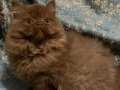 SAFKAN CİNNAMON BRİTİSH LONGHAİR YAVRU DİŞİ