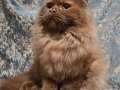 KAHVERENGI BRİTİSH LONGHAİR YAVRU KEDI