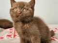 KAHVE CİNNAMON BRİTİSH SHORTHAİR YAVRULARIMIZ