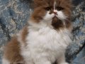 SAFKAN CİNNAMON TARÇIN KAHVERENGİ BEYAZ BRİTİSH BİCOLOR L 2A