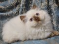 CİNNAMON POİNT BRİTİSH LONGHAİR KALICI MAVI GOZLU