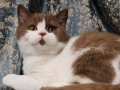 KAHVE-BEYAZ CİNNAMON BICOLOR BRİTİSH SHORTHAİR YAVRU