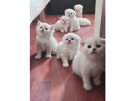 SAFKAN KALİTELİ YAVRULAR