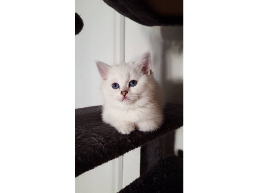 SAFKAN GÜMÜŞ IŞILTILI YAVRULAR