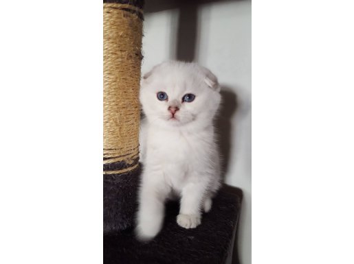 Masum Bakışlı Katlı Kulak Scottish Fold