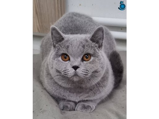 British safkan 