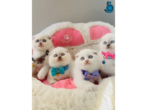 Show kalite maviş Scotısh fold bebekelrim 