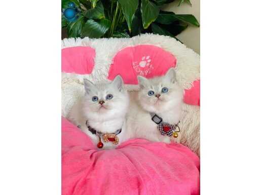 Show Kalite Maviş Gözlü British Shorthair Point Yavrular
