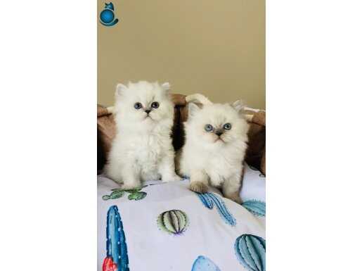 Maviş pamuk point British Longhair bebeklerim 