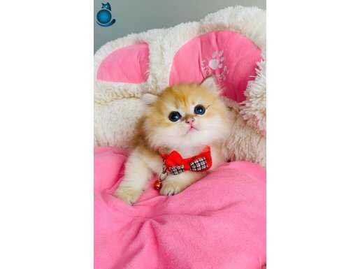 Scr li anne babadan golden ny12 pranga british bebeğim 