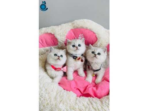 Show kalite silver shaded british shorthair bebekleirm 