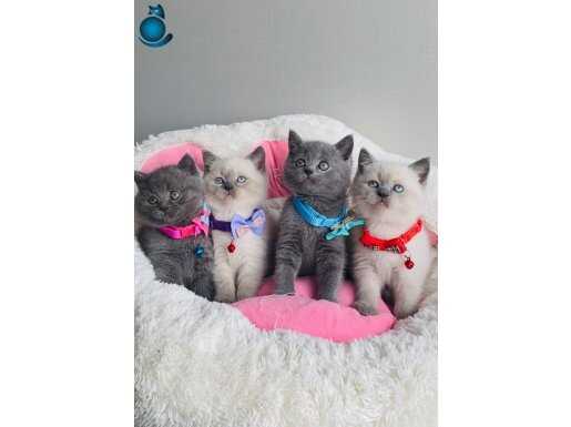 Ayı suratlı Blue ve Bluepoınt British shorthair bebeklerim