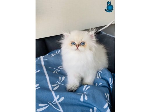 Show kalite kalıcı mavi göz goldenpoint british Longhair 