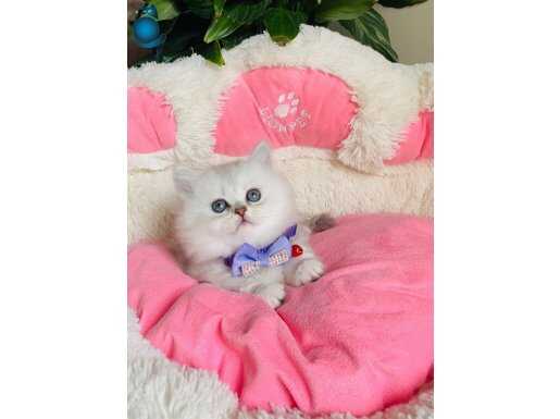 Show Kalite Silver British Longhair Yavruları 