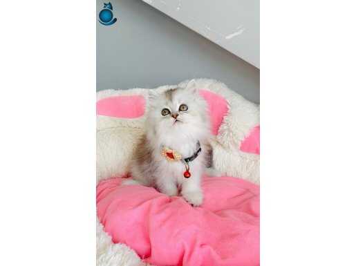 A kalite silver shaded/Bicolor british longhair bebeklerim 