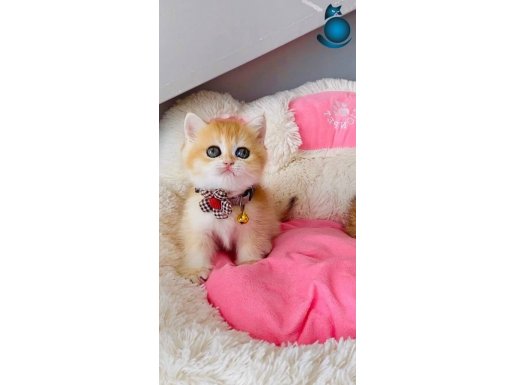 Scr li anne babadan golden NY12 british shorthair 