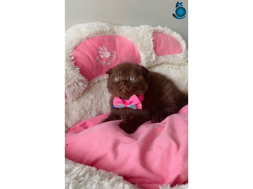 DEĞERİNİ BİLENE bitter tadında Cinnamon scotısh fold 