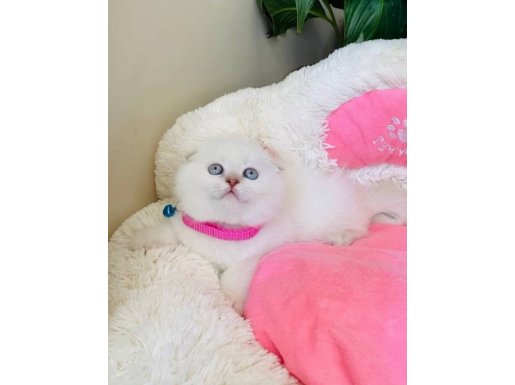 Karakteristik Kulak Yapılı Mavi Gözlü Scottish Fold Yavrusu