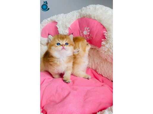 Sen baba full scr li golden ny12 cy12 Brıtısh bebeklerim 