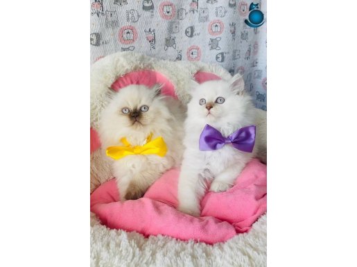 Maviş point British longhair bebeğim 