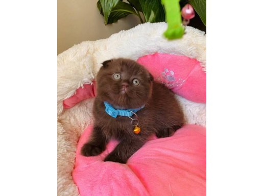 Daha İyisi Yok Cinnamon Scotısh Fold Değerini Bilene 