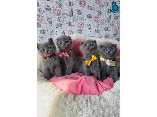 Ayı suratlı Blue ve Lilac scotısh fold bebeklerim 