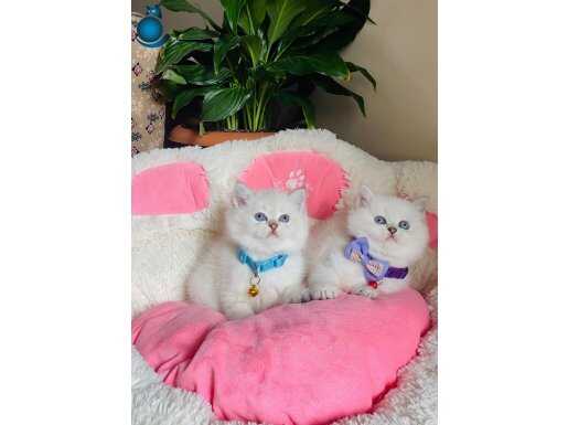 Mavi Gözlü Kristal Tüy Show Kalite British Shorthair Yavruları