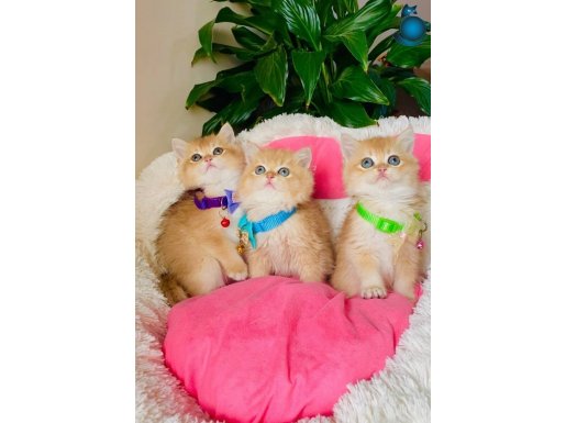 Üst düzey scr li anne babamda golden ny12 British 