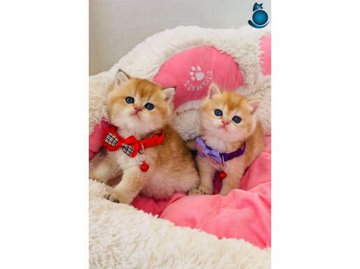 SCR li anne babadan golden ny12 brıtısh shorthair 