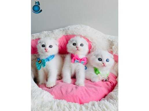 Özel sevenlere özel ODDEYES VE WHİTE SCOTISH FOLD 