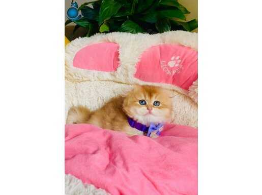 Işıl Işıl Altın Rengiyle Büyüleyen Scottish Fold NY12 Yavrumuz