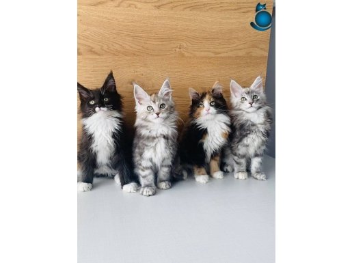 Özel sevenlere Safkan XXL Maine coon bebekler 