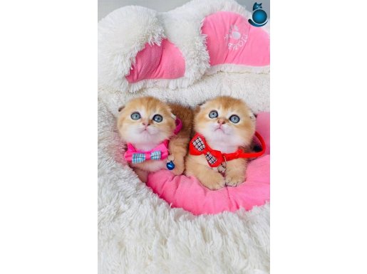 Değerini bilene her renk Scotısh fold mevcut 