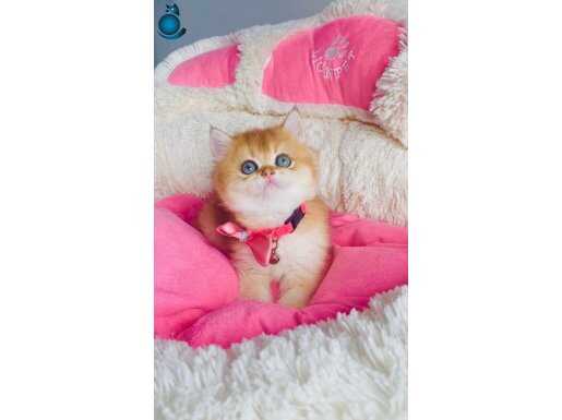 Bu kalite hiç bir yerde yok! Golden ny12 British shorthair 