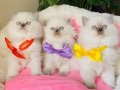 Maviş Blue Point British Longhair Bebeklerim