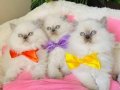 Maviş Blue Point British Longhair Bebeklerim