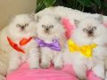 Maviş Blue Point British Longhair Bebeklerim