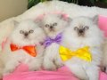 Maviş Blue Point British Longhair Bebeklerim