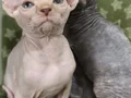 Show kalite 0 tüy orjinal sphynx bebeklerim