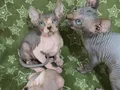 Show kalite 0 tüy orjinal sphynx bebeklerim
