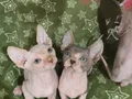 Show kalite 0 tüy orjinal sphynx bebeklerim