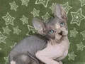 Show kalite 0 tüy orjinal sphynx bebeklerim