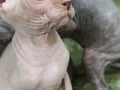 Show kalite 0 tüy orjinal sphynx bebeklerim