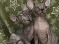 Show kalite 0 tüy orjinal sphynx bebeklerim