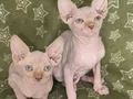 Show kalite 0 tüy orjinal sphynx bebeklerim