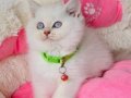 Show kalite Maviş point British shorthair bebeklerim 