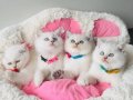 Show kalite Maviş point British shorthair bebeklerim 