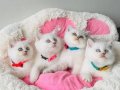 Show kalite Maviş point British shorthair bebeklerim 